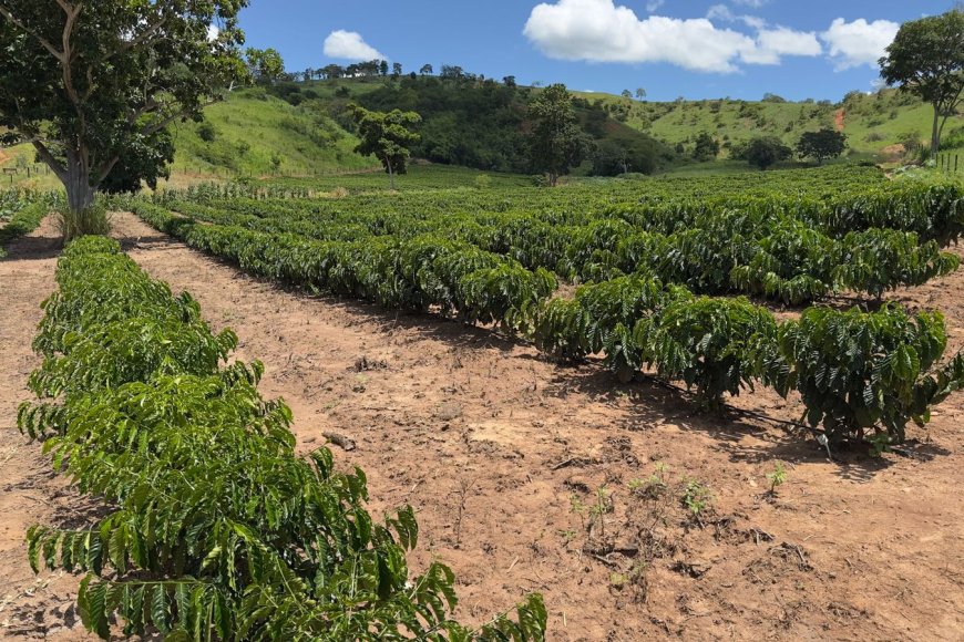 ​Minas Gerais amplia produção de café conilon e fortalece diversificação no campo  